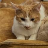 Photo de chat perdu à Poissy