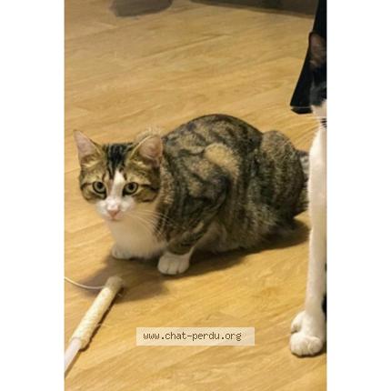 Photo 1/1 Youki Chat perdu à Creteil