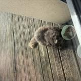 Photo de chat trouvé à Audrieu