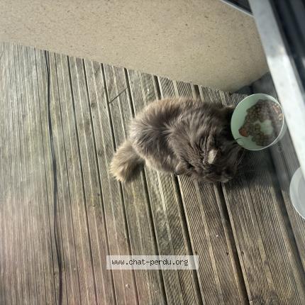 Photo 1/1 Chat trouvé Trouvé à Audrieu