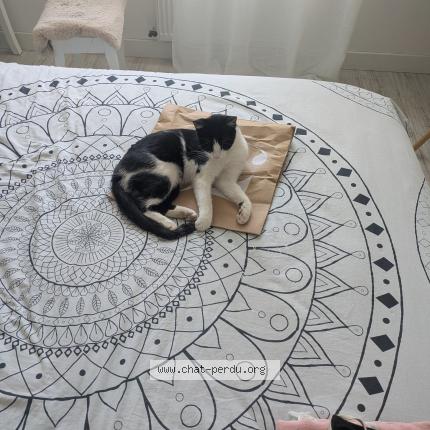 Photo de chat perdu à Bouille Menard