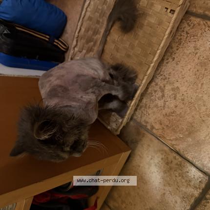 Photo 1/1 Mew Chat perdu à Cranves sales