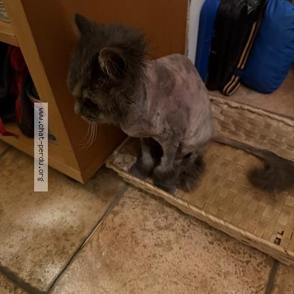 Photo 1/1 Mew Chat perdu à Cranves Sales
