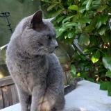 Photo de chat trouvé à Lespignan