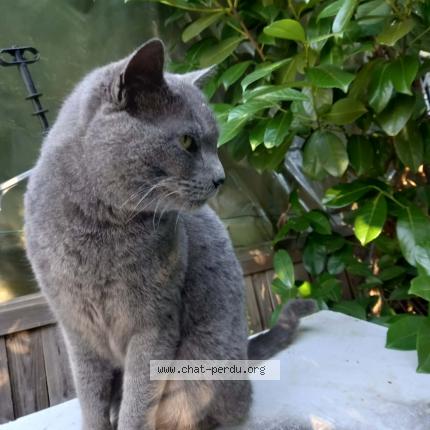 Photo 1/1 Chat retrouvé Trouvé à Lespignan