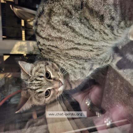 Photo 1/1 Chat trouvé Trouvé à Jonquerettes