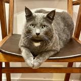 Photo de chat perdu à Nice