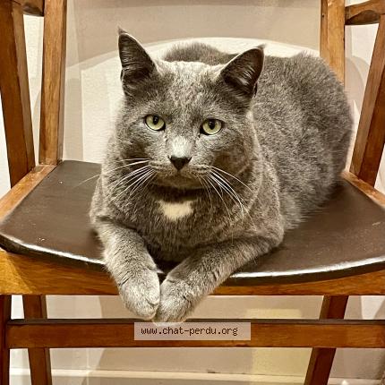 Photo 1/1 Vanessa Dussart Chat perdu à Nice