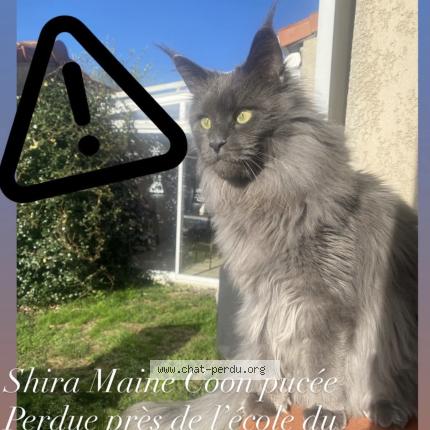 Photo 1/3 Shira Chat perdu à Saint gaudens