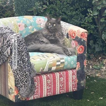 Photo 2/3 Shira Chat perdu à Saint gaudens