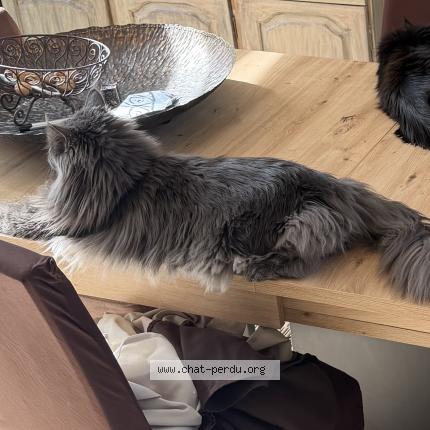 Photo 3/3 Shira Chat perdu à Saint gaudens