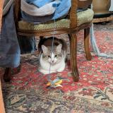 Photo de chat trouvé à Ambert