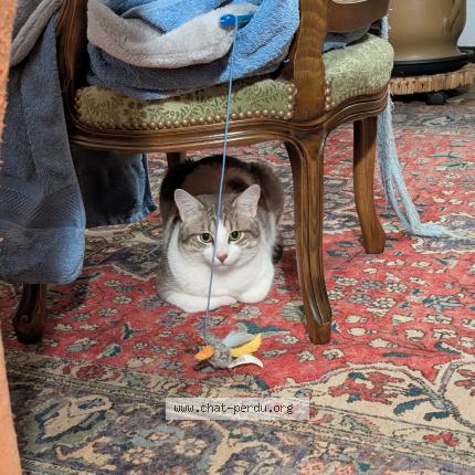 Photo 1/1 Chat trouvé Trouvé à Ambert