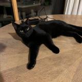 Photo de chat perdu à Grand Bourgtheroulde