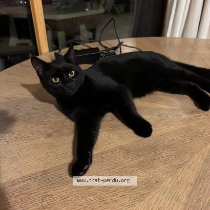 Photo 1/2 croquemou Chat perdu à Grand bourgtheroulde