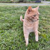 Photo de chat perdu à Villefranche D Albigeois