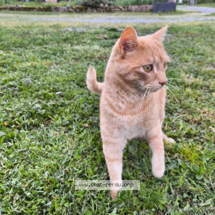 Photo 1/1 Symba Chat perdu à Villefranche d albigeois