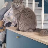 Photo de chat perdu à Bourgoin Jailleu