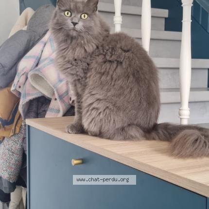 Photo 1/1 Lana Chat perdu à Bourgoin jailleu