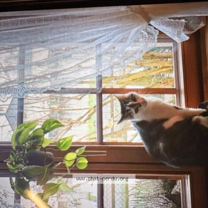 Photo 1/1 Mimo Chat perdu à Rosenau