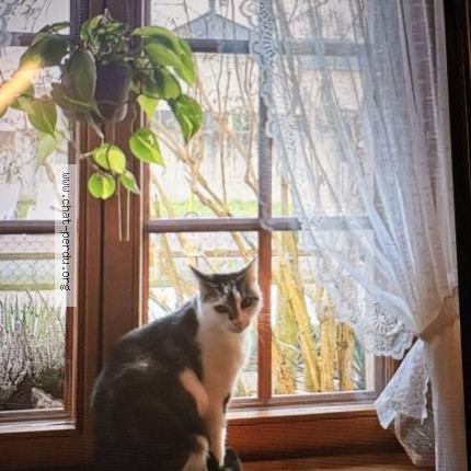 Photo 1/1 Mimo Chat perdu à Rosenau