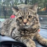 Photo de chat perdu à Pune