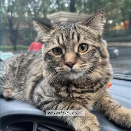 Photo 1/1 Milo Chat perdu à Pune