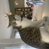 Photo de chat perdu à Magescq