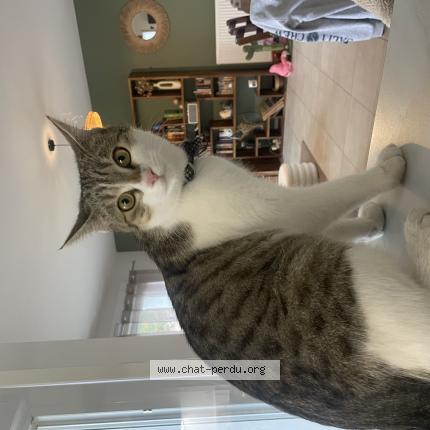 Photo 1/1 Sunny Chat perdu à Magescq