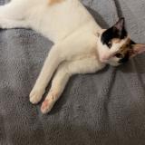 Photo de chat perdu à Cambo Les Bains