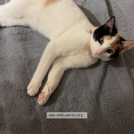 Photo 1/1 Beely Chat perdu à Cambo les bains