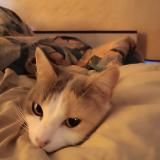 Photo de chat perdu à Saint Arey