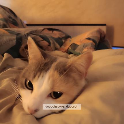 Photo 1/1 Prêle Chat perdu à Saint arey