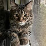 Photo de chat perdu à Pune