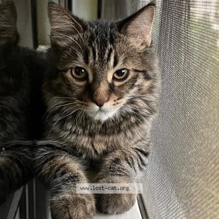 Photo 1/1 Milo Chat perdu à Pune