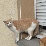 Photo de chat perdu à St Didier Sur Chalaronne