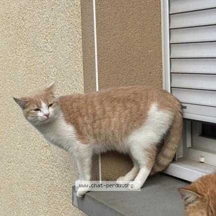Photo 1/1 Chouquette Chat perdu à St didier sur chalaronne
