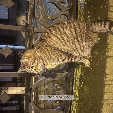 Photo 1/3 Chat trouvé Trouvé à Armentieres