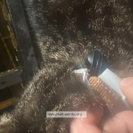 Photo 3/3 Chat trouvé Trouvé à Armentieres