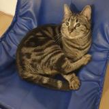 Photo de chat perdu à Saint Etienne