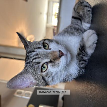 Photo 1/1 Chat retrouvé Perdu à Moidieu detourbe