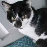 Photo de chat perdu à Malguenac