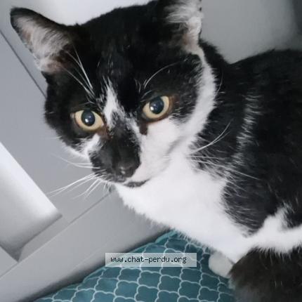 Photo 1/1 Patoune Chat perdu à Malguenac