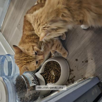 Photo 1/1 Chat retrouvé Perdu à Roubaix