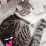 Photo de chat perdu à St Nicolas D Aliermont