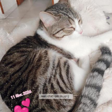 Photo 1/1 Nathalie GREBOVAL Chat perdu à St nicolas d aliermont