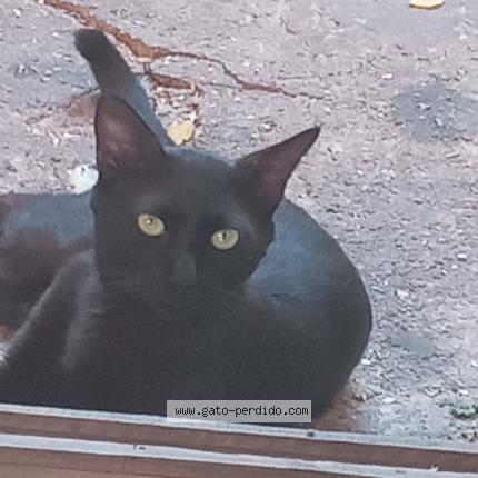 Photo 1/1 Sombra Chat perdu à Chiquimula