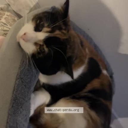 Photo 1/1 Lili Chat perdu à Le mans