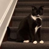 Photo de chat trouvé à Ixelles