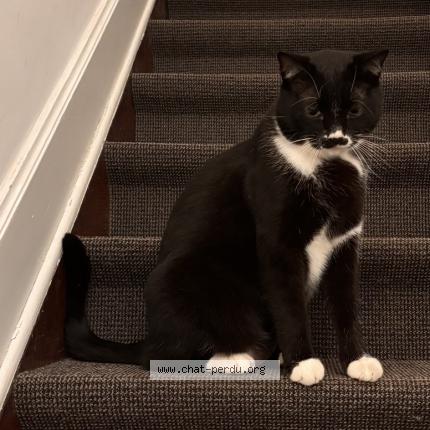 Photo 1/1 Chat trouvé Trouvé à Ixelles